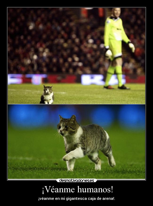 ¡Véanme humanos! - 