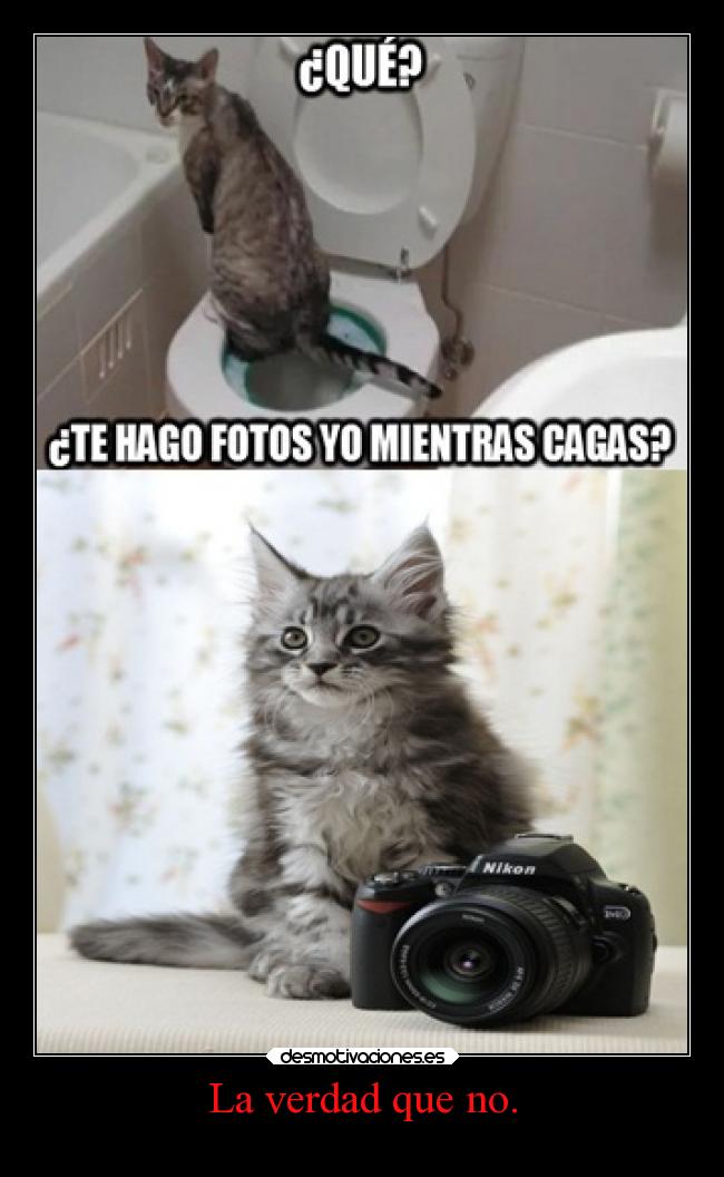 carteles gatos animales humor pendejo troll laidiotezforevermepersigue desmotivaciones