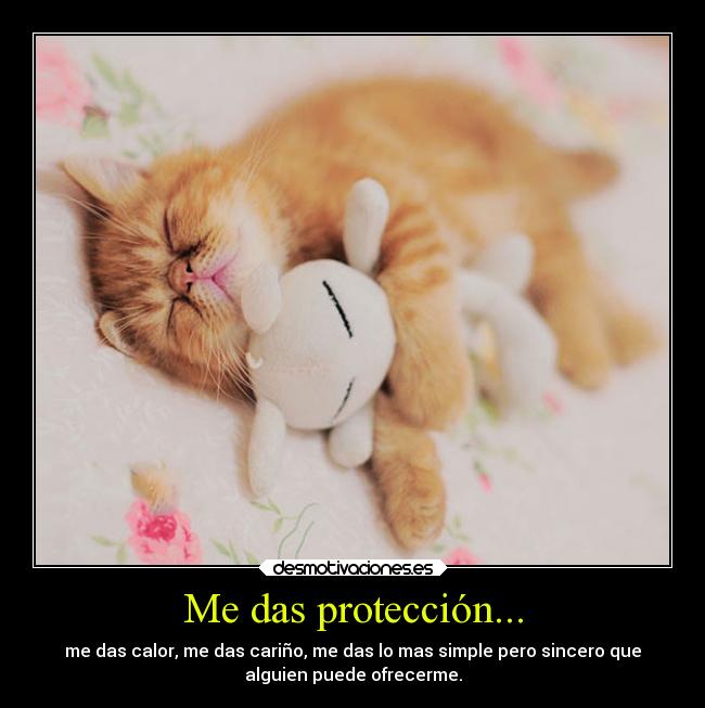 carteles gatos animales amor desmotivaciones