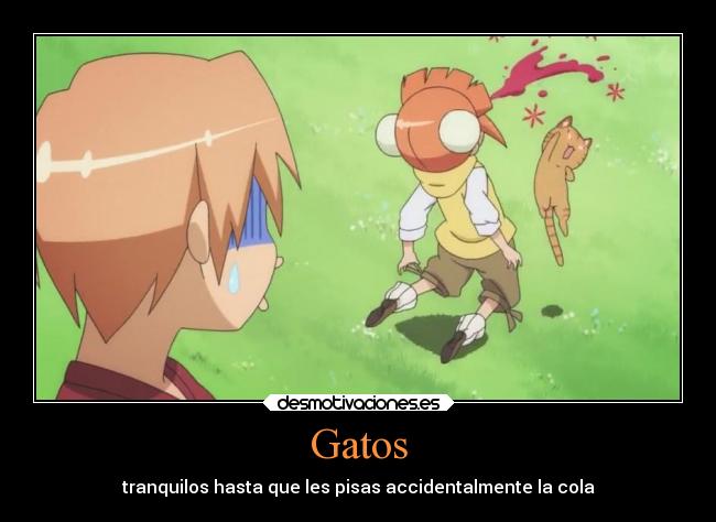 Gatos - tranquilos hasta que les pisas accidentalmente la cola