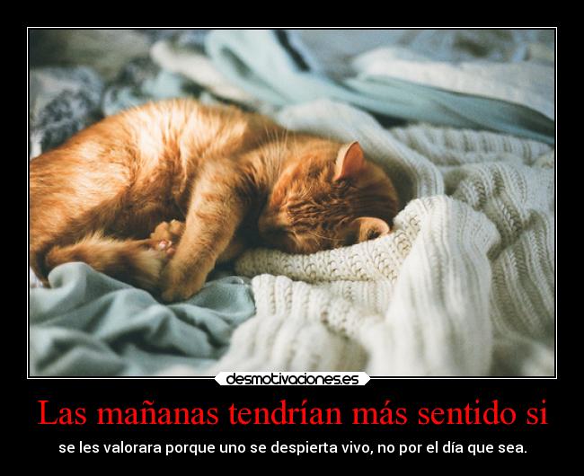 carteles gatos durmiendo dias manana valorar desmotivaciones