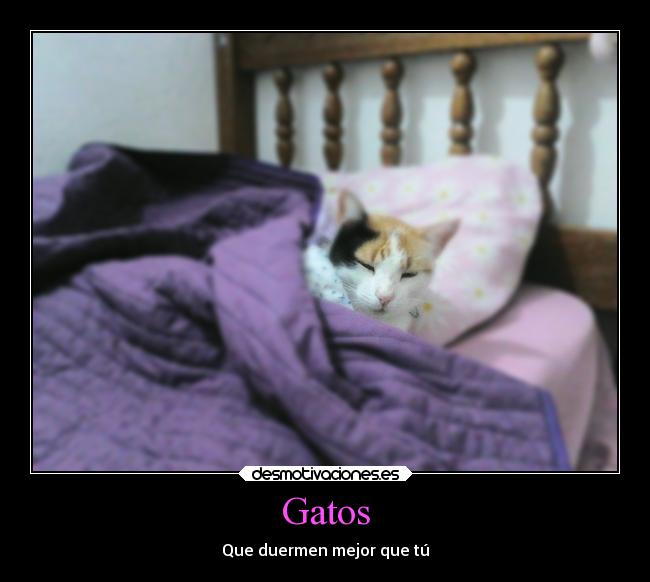 carteles gatos gatos durmiendo desmotivaciones