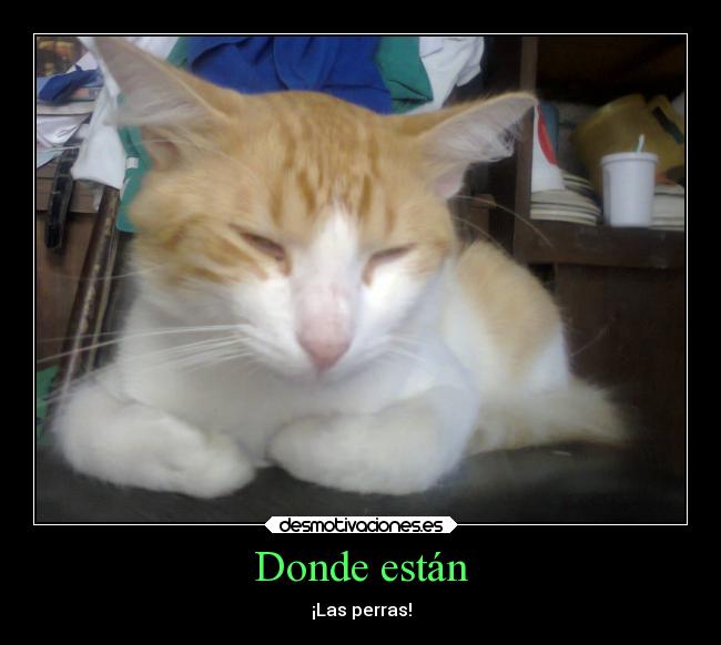 Donde están - ¡Las perras!
