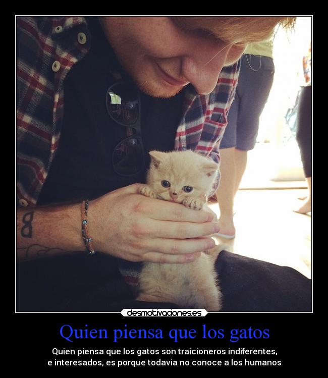 Quien piensa que los gatos - 
