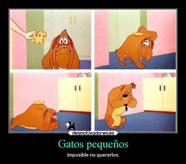 Gatos pequeños - Imposible no quererlos.