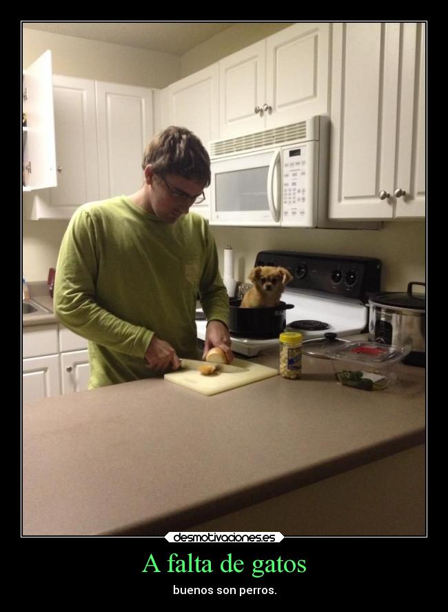 A falta de gatos - buenos son perros.