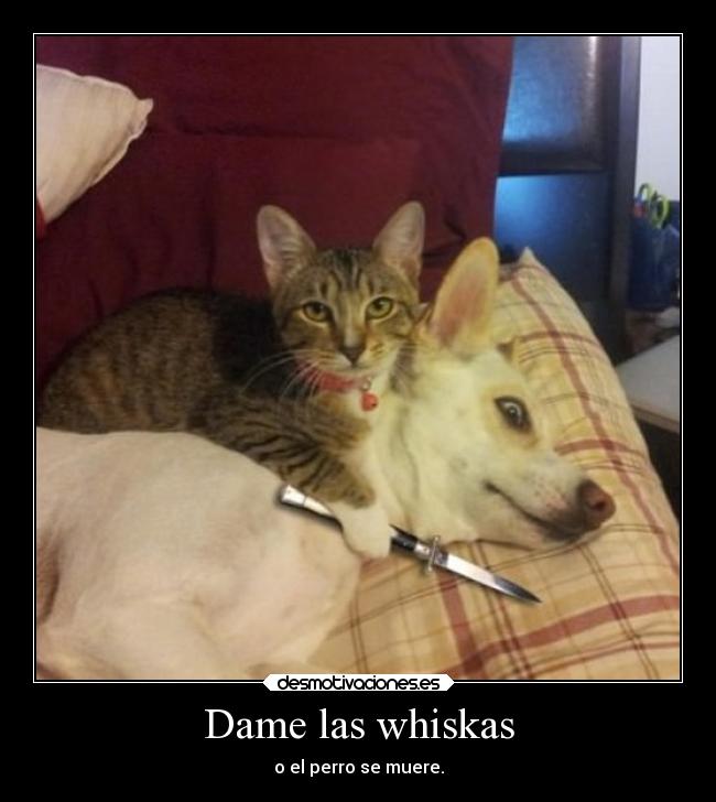 Dame las whiskas - o el perro se muere.