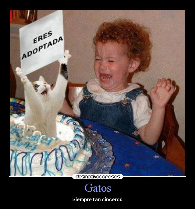 Gatos - Siempre tan sinceros.