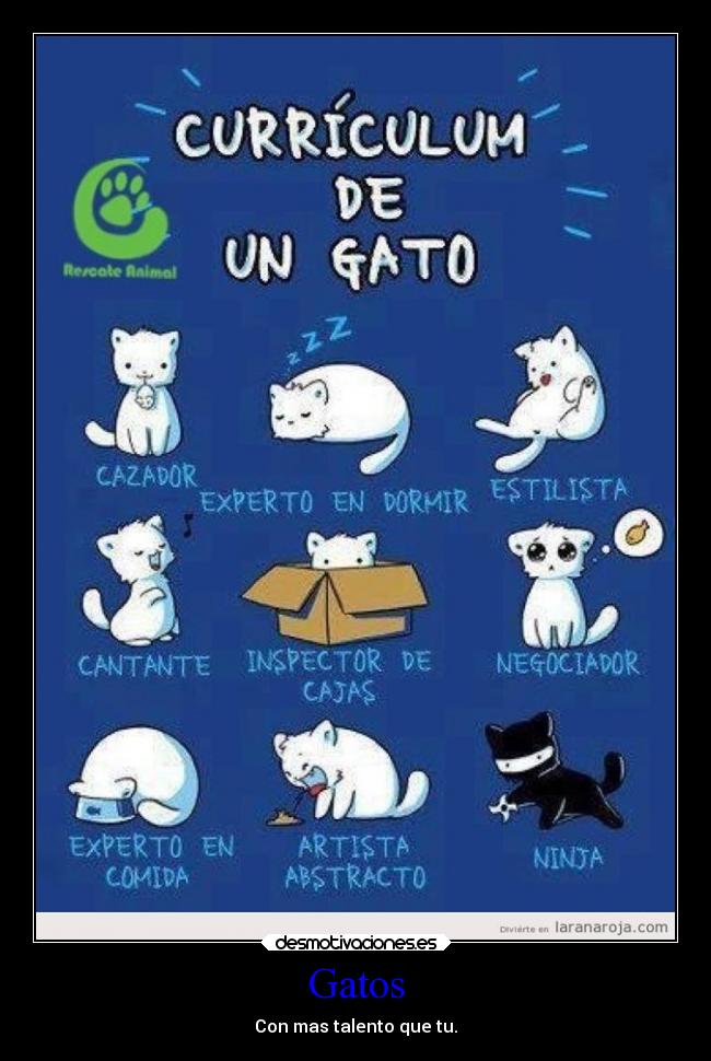 Gatos - Con mas talento que tu.