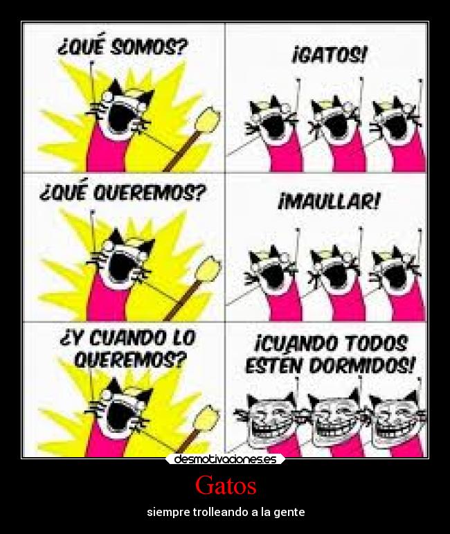 Gatos - siempre trolleando a la gente