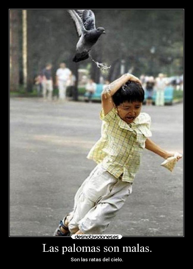 Las palomas son malas. - 