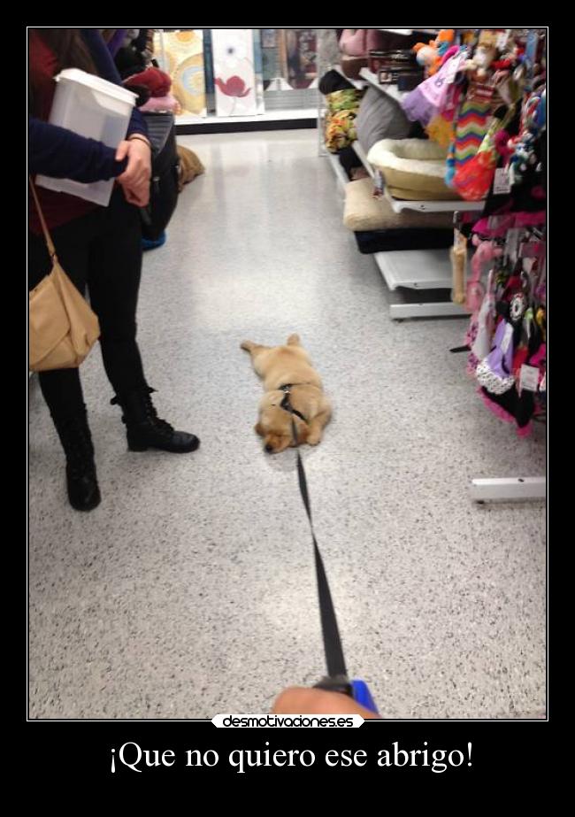 carteles humor animales davor safth 123 clandesplazado soyunidiotatm perrosmolanmasquegatos desmotivaciones