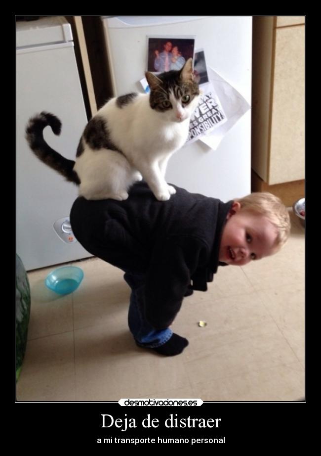 carteles humor caballo nino humano gato desmotivaciones