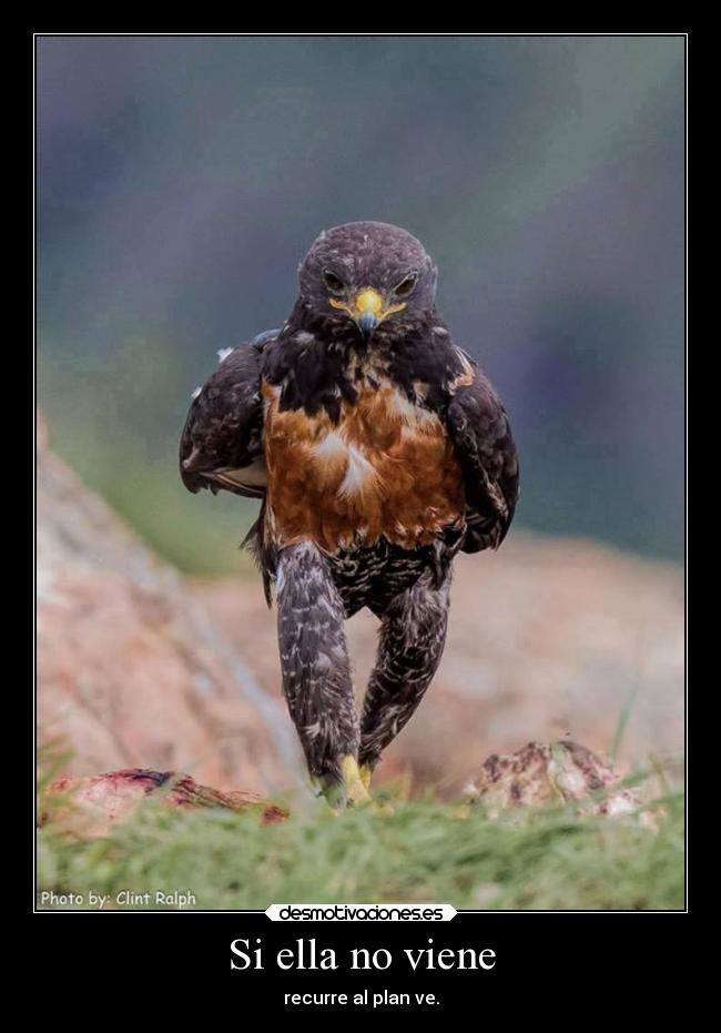 carteles humor desmotivaciones