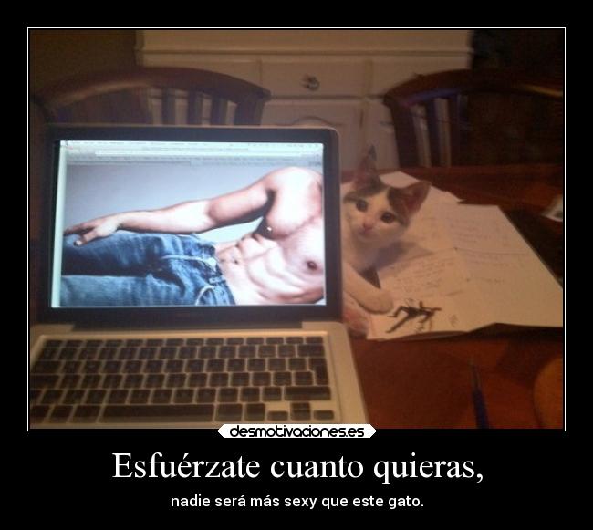 carteles humor frases sexo amor gato sexy sensual follar elesteva pukeetevarainbow boniteechodemenos desmotivaciones