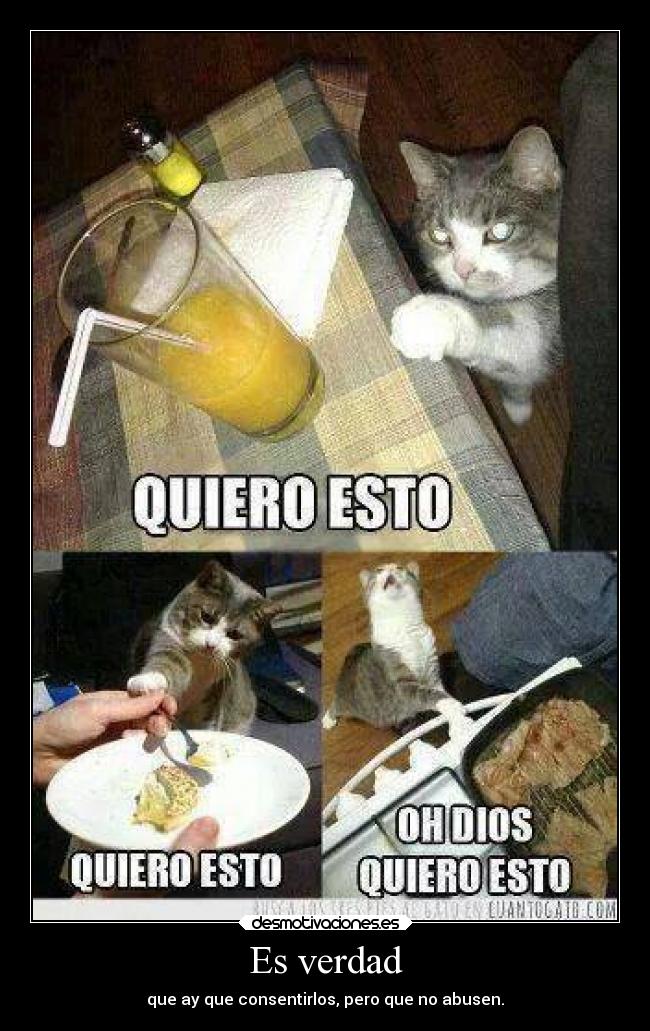 carteles humor gato000000 desmotivaciones