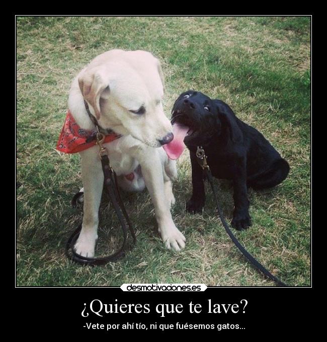 ¿Quieres que te lave? - -Vete por ahí tío, ni que fuésemos gatos...