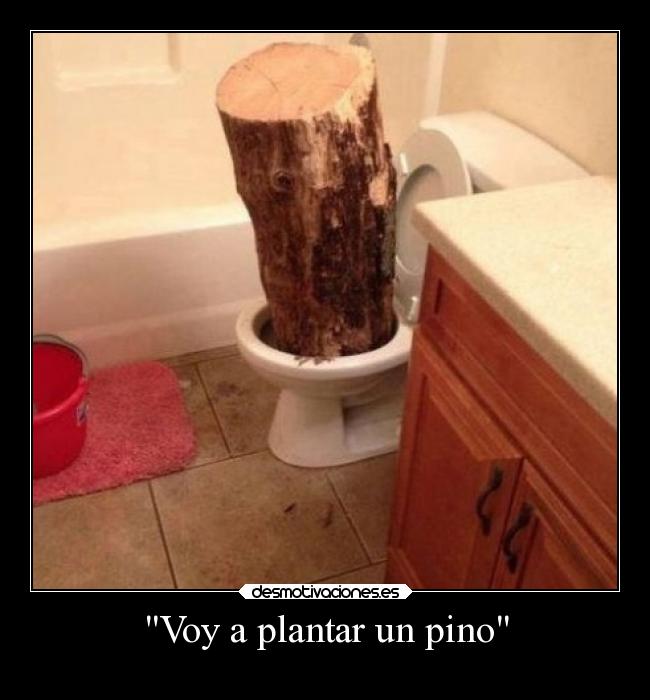 Voy a plantar un pino -