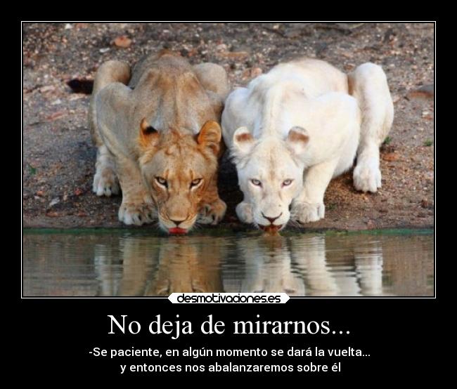 carteles humor leones mirada fija blanco desmotivaciones