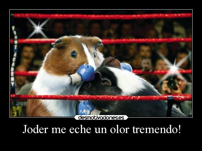 carteles humor pendejo troll laidiotezforevermepersigue desmotivaciones