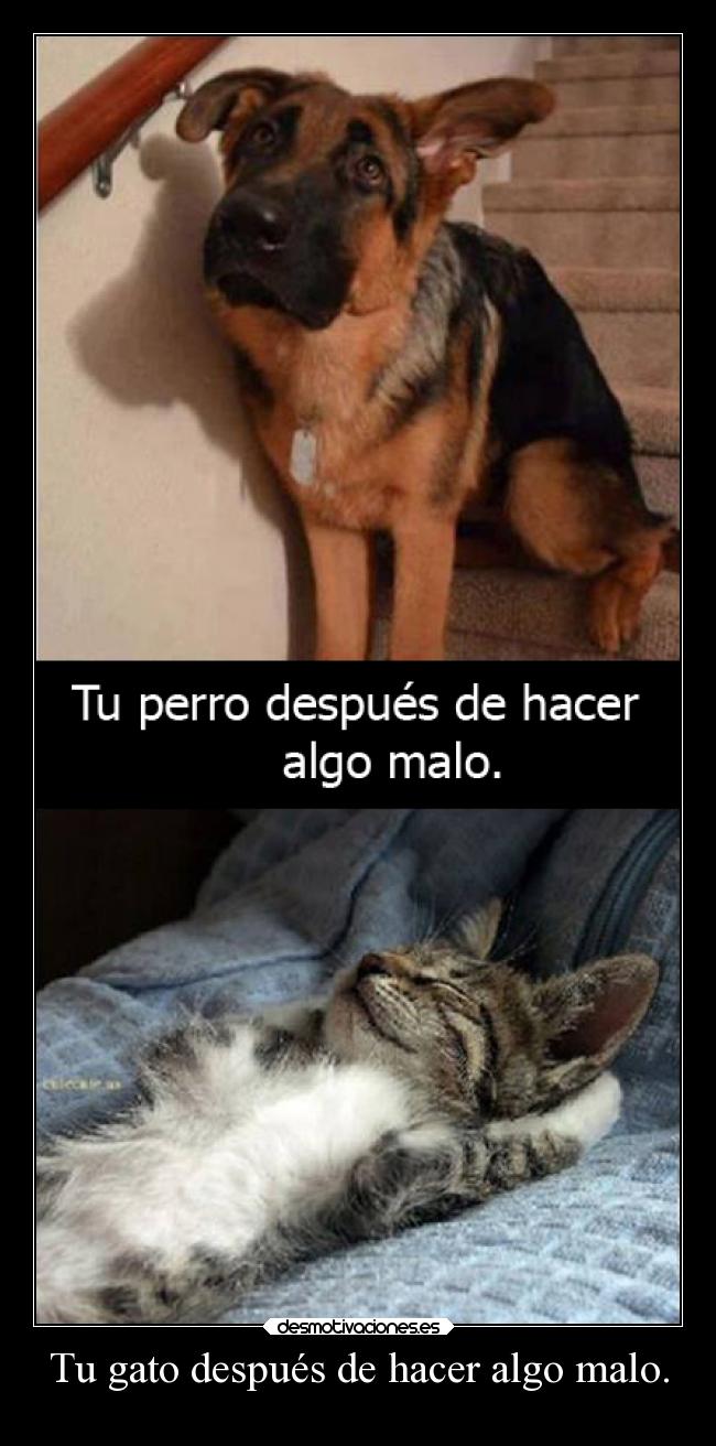 Tu gato después de hacer algo malo. - 