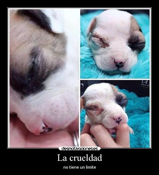 carteles ignorancia maltrato rdm clandesplazado soyunidiotatm inconciencia desmotivaciones