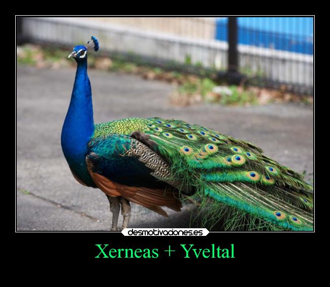 Xerneas + Yveltal - 
