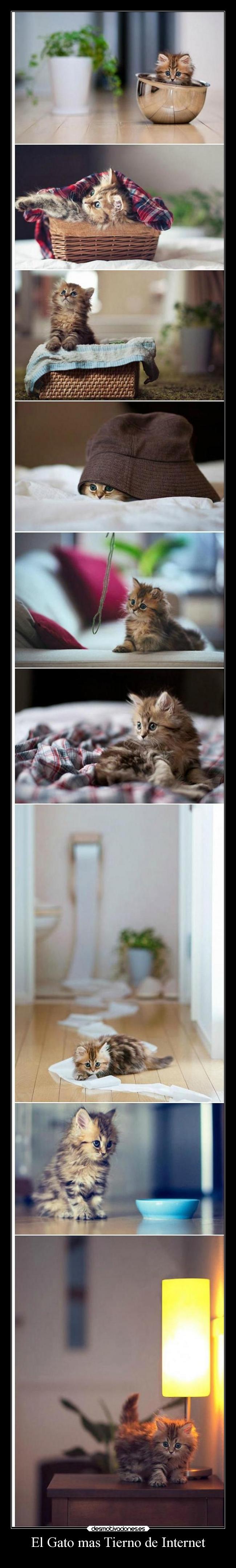 carteles internet internet animales tierno desmotivaciones