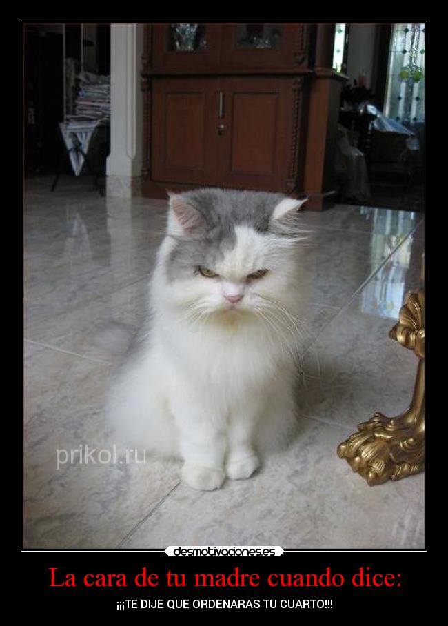 carteles madre graciosas gatos risa alegria desmotivaciones