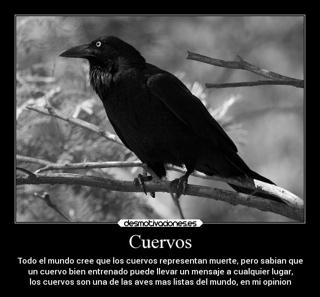 Cuervos - Todo el mundo cree que los cuervos representan muerte, pero sabian que
un cuervo bien entrenado puede llevar un mensaje a cualquier lugar,
los cuervos son una de las aves mas listas del mundo, en mi opinion
