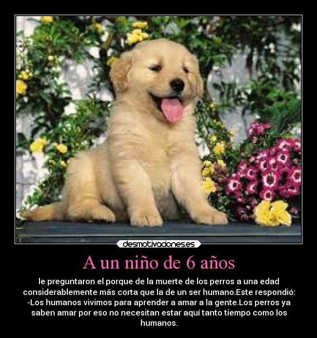 A un niño de 6 años - le preguntaron el porque de la muerte de los perros a una edad
considerablemente más corta que la de un ser humano.Este respondió:
-Los humanos vivimos para aprender a amar a la gente.Los perros ya
saben amar por eso no necesitan estar aquí tanto tiempo como los
humanos.