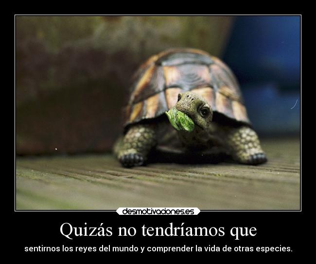 Quizás no tendríamos que - sentirnos los reyes del mundo y comprender la vida de otras especies.