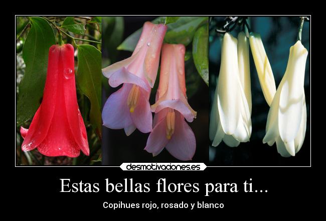 carteles naturaleza desmotivaciones