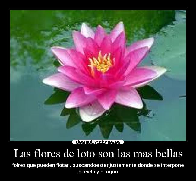 Las flores de loto son las mas bellas - folres que pueden flotar , buscandoestar justamente donde se interpone
el cielo y el agua