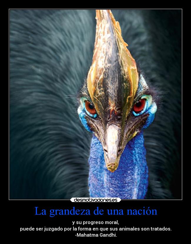 La grandeza de una nación - y su progreso moral,
puede ser juzgado por la forma en que sus animales son tratados.
-Mahatma Gandhi.