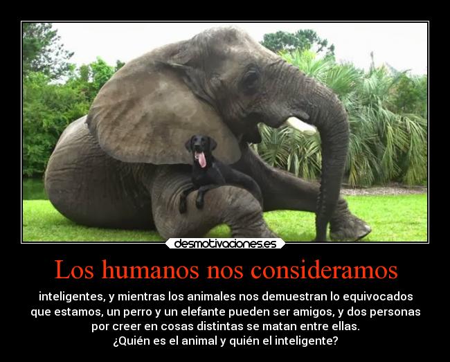 Los humanos nos consideramos - inteligentes, y mientras los animales nos demuestran lo equivocados
que estamos, un perro y un elefante pueden ser amigos, y dos personas
por creer en cosas distintas se matan entre ellas.
¿Quién es el animal y quién el inteligente?