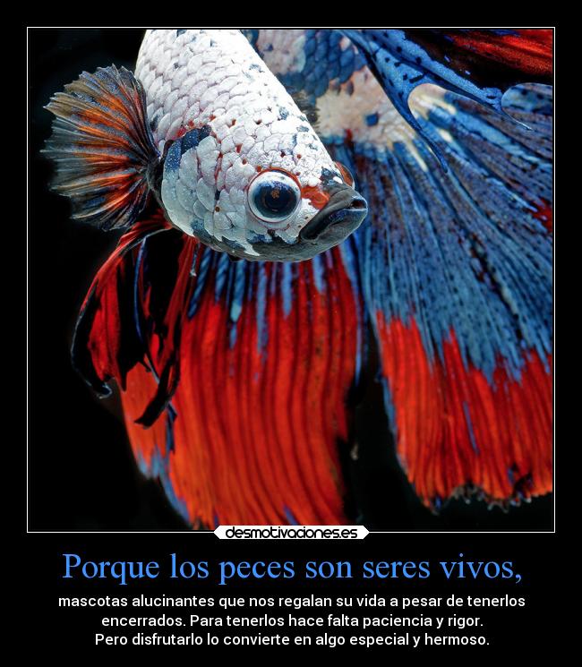 carteles padres frases vida miticas cuidado peces ensenanzas desmotivaciones