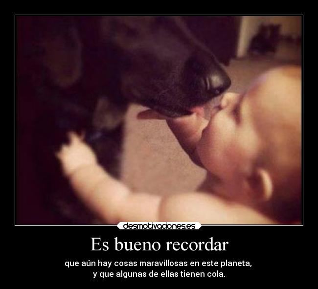 carteles recuerdos felicidad perro amigo bebe adorable maravilloso desmotivaciones