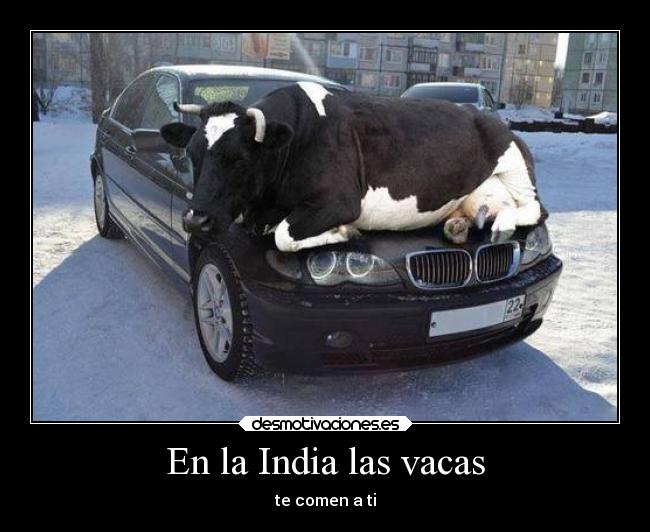En la India las vacas - te comen a ti