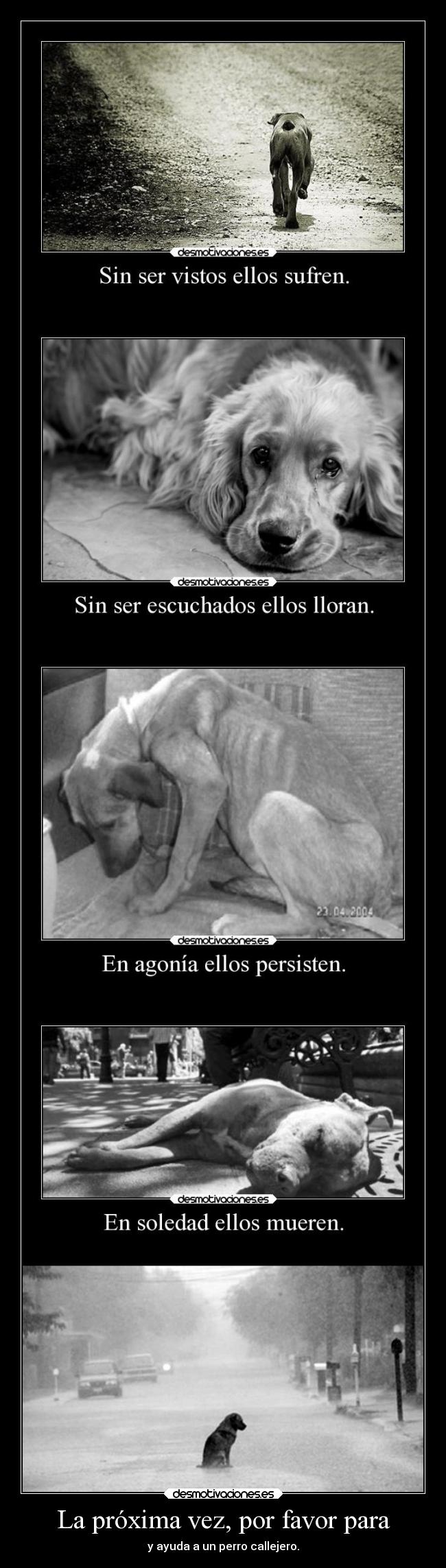 carteles silencio sentimientos olvidar obstaculos dolor desmotivaciones amor animales alma delolvido perro desmotivaciones