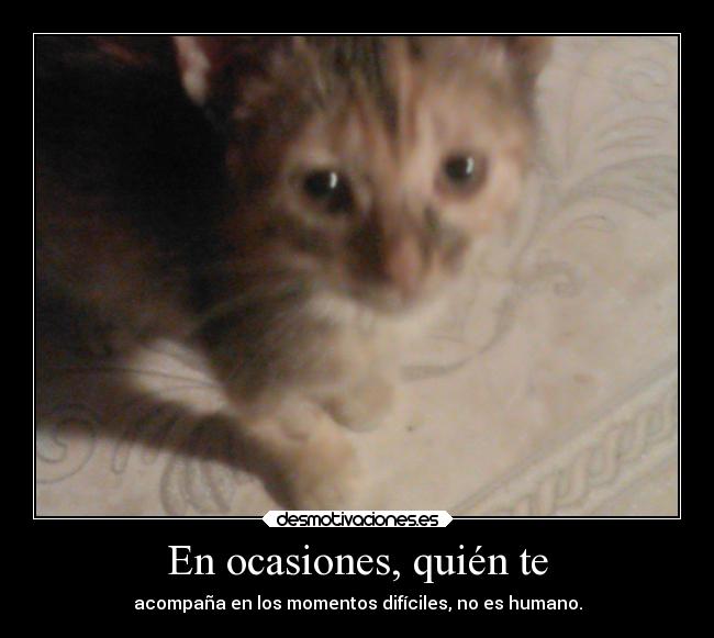 En ocasiones, quién te -