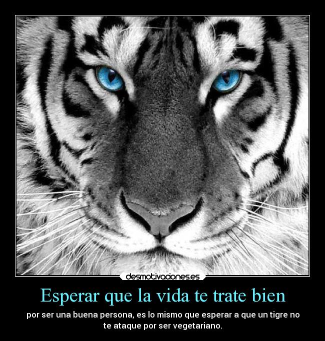 carteles vida animales vida salvajes desmotivaciones