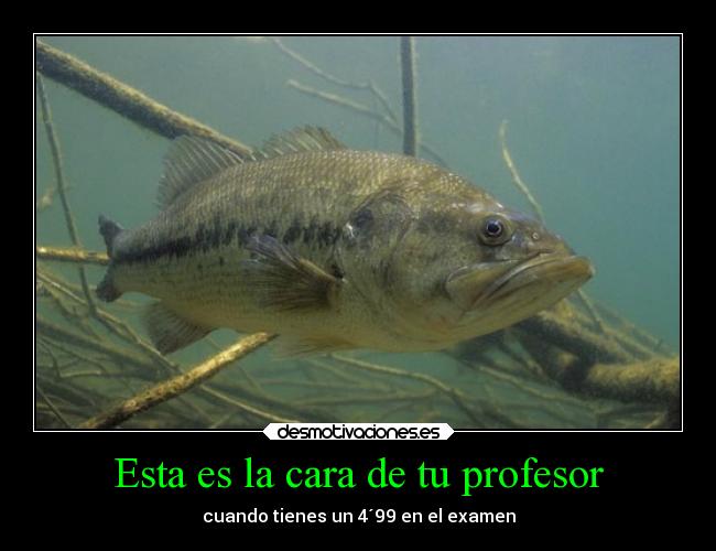 Esta es la cara de tu profesor -