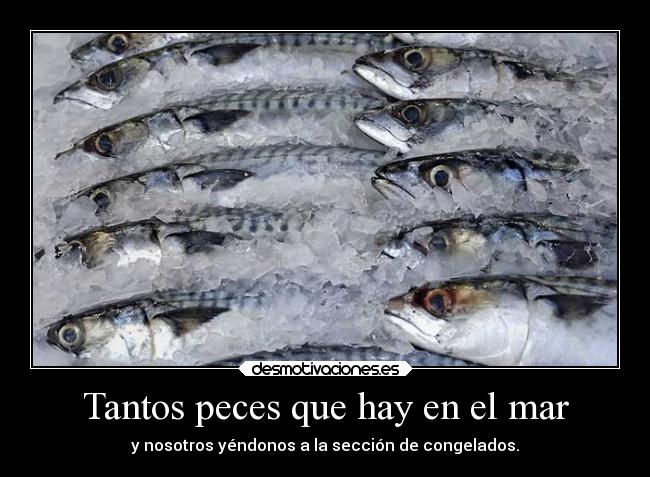 Tantos peces que hay en el mar - 
