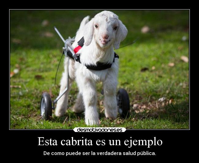 carteles vida ideas dios sociedad mundo politica animales salud justicia desmotivaciones