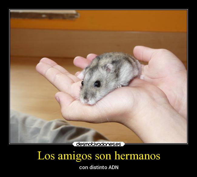 Los amigos son hermanos - con distinto ADN
