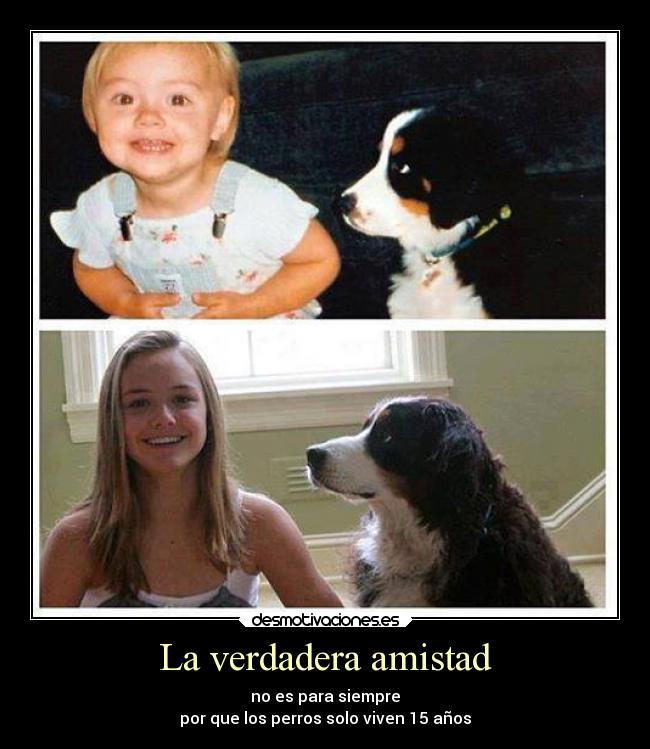 carteles amistad sentimientos vida corazon alma animales amor amistad amigos desmotivaciones