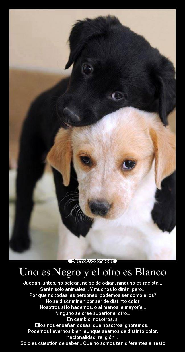 Uno es Negro y el otro es Blanco - Juegan juntos, no pelean, no se de odian, ninguno es racista...
Serán solo animales... Y muchos lo dirán, pero...
Por que no todas las personas, podemos ser como ellos?
No se discriminan por ser de distinto color
Nosotros si lo hacemos, o al menos la mayoría...
Ninguno se cree superior al otro...
En cambio, nosotros, si
Ellos nos enseñan cosas, que nosotros ignoramos...
Podemos llevarnos bien, aunque seamos de distinto color,
nacionalidad, religión...
Solo es cuestión de saber... Que no somos tan diferentes al resto