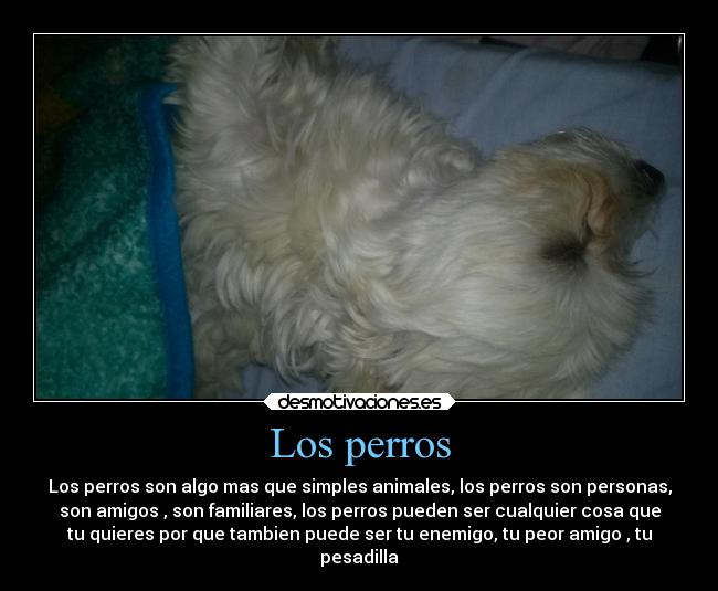 carteles amor animales01010101 desmotivaciones