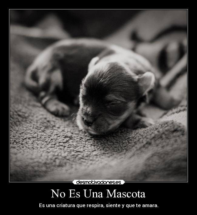 No Es Una Mascota - Es una criatura que respira, siente y que te amara.